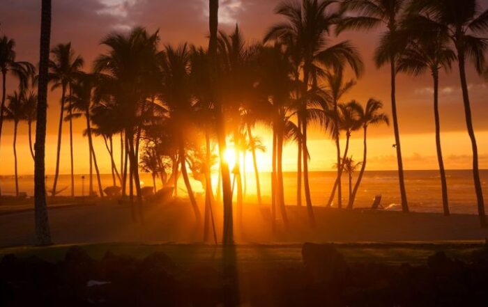 Palm Trees at sunset